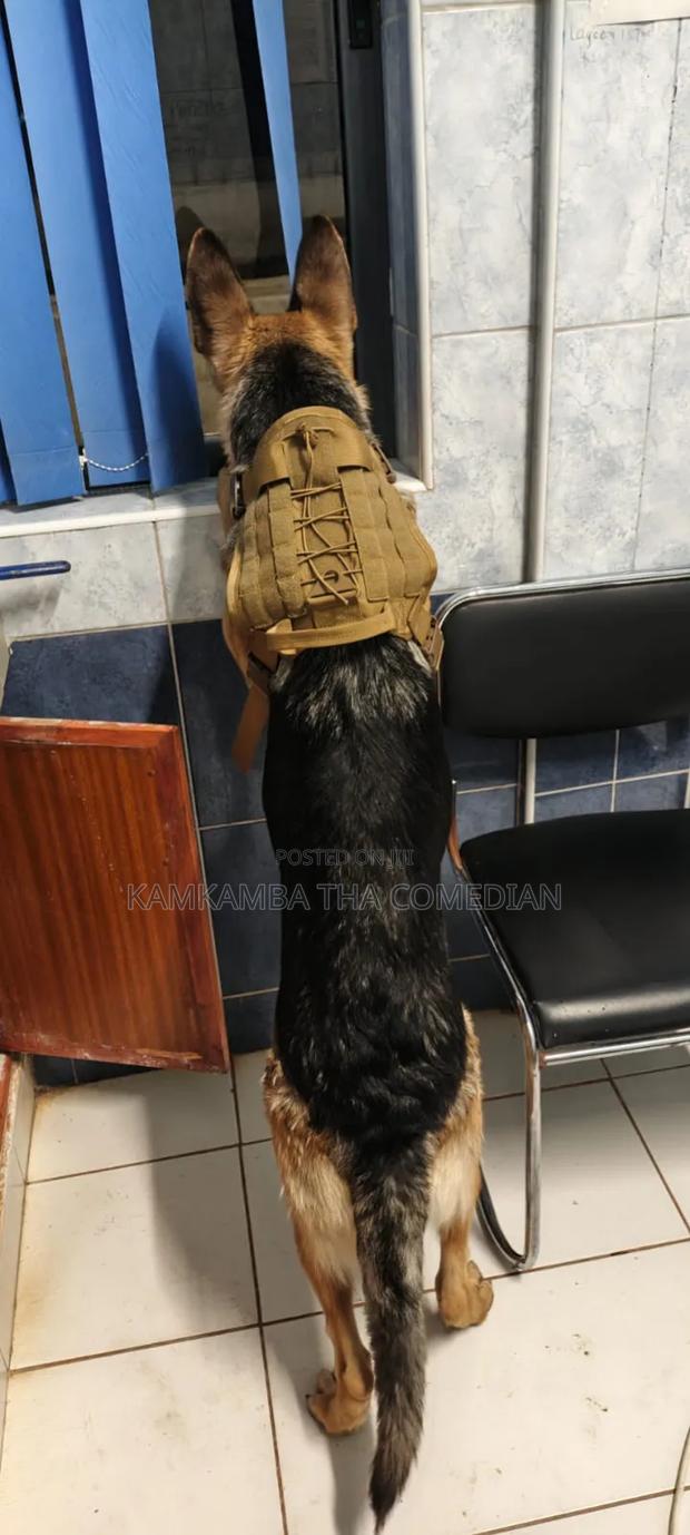 1+ year Male Purebred German Shepherd - thumbnail 4