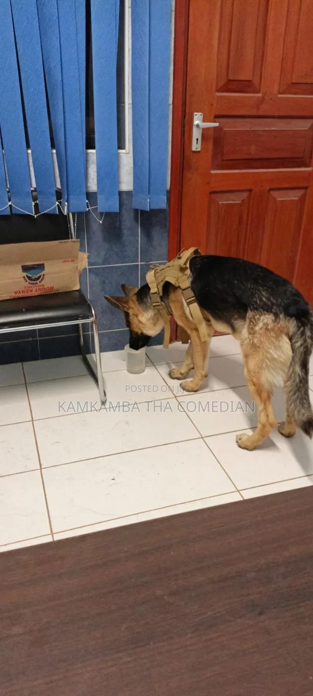 1+ year Male Purebred German Shepherd - thumbnail 5
