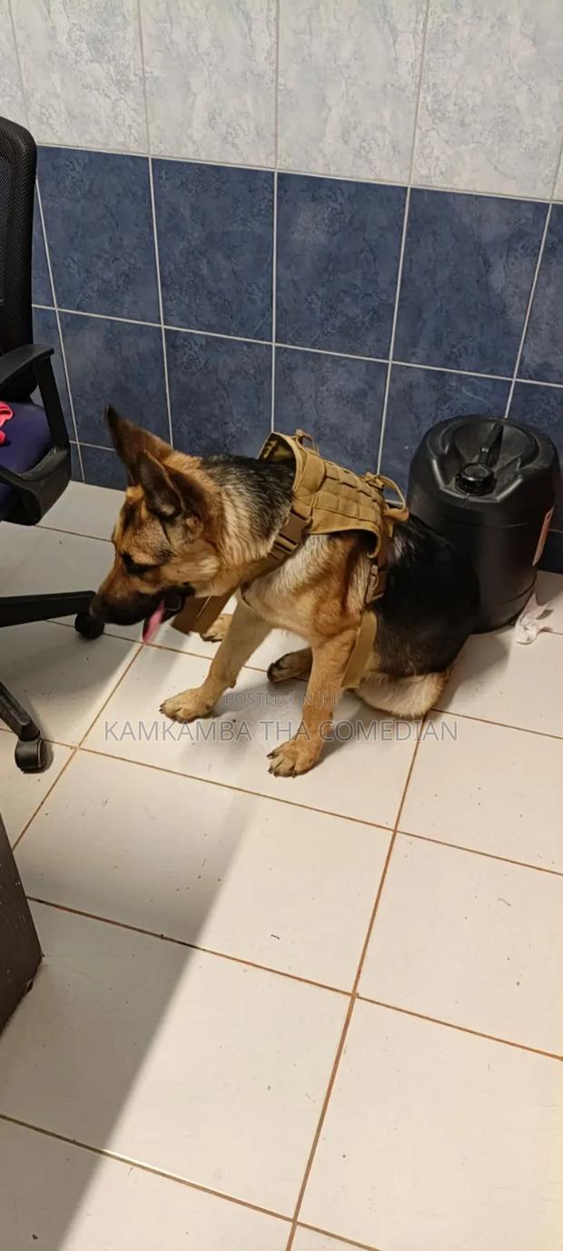 1+ year Male Purebred German Shepherd - thumbnail 6