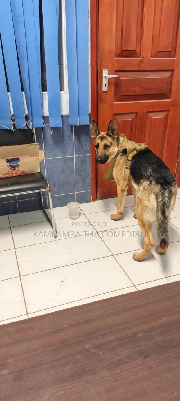 1+ year Male Purebred German Shepherd - thumbnail 7