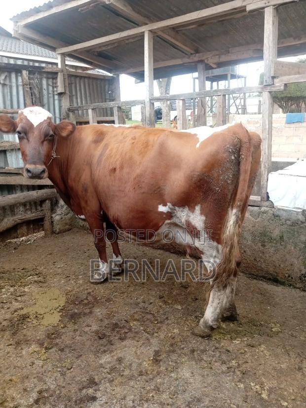 Pure Freshian - main view