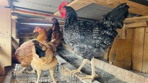 Improved Kienyejj Kenbro 4.5 Months for Sale - main view