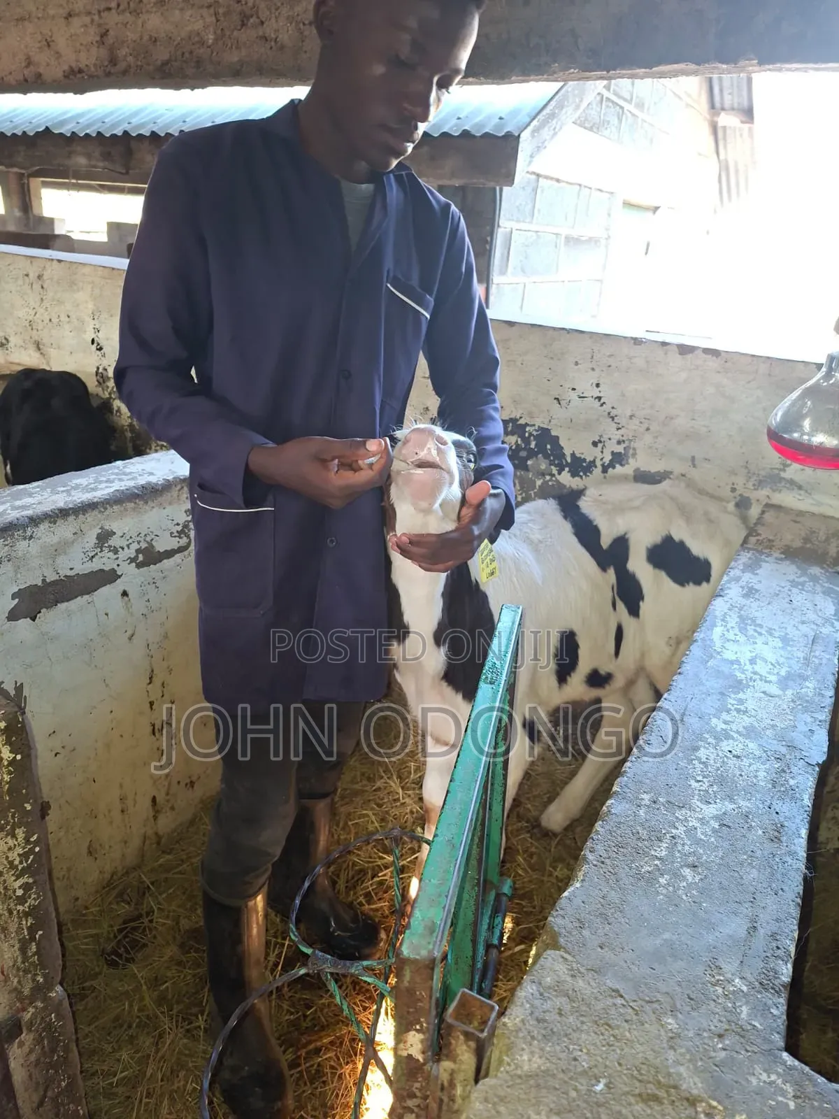 Agricultural Expert (Farming and Livestock Husbandry.)