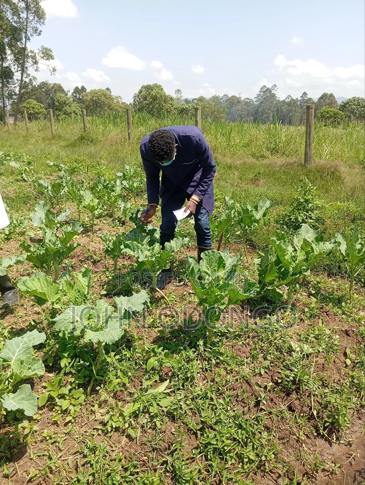 Agricultural Expert (Farming and Livestock Husbandry.)