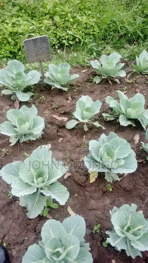 Agricultural Expert (Farming and Livestock Husbandry.)