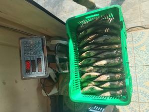 Fresh Talapia Fish - thumbnail 2
