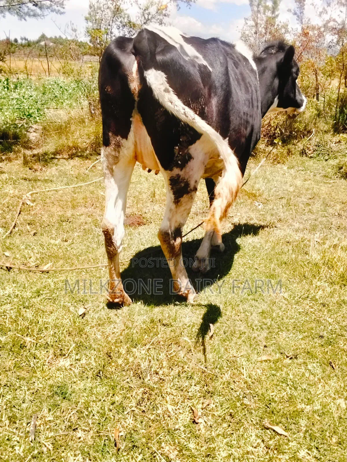 Frisian Heifer