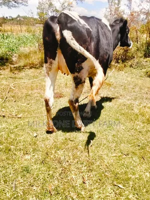 Frisian Heifer