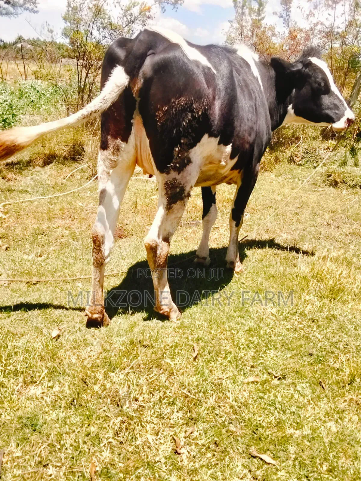 Frisian Heifer
