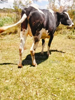 Frisian Heifer