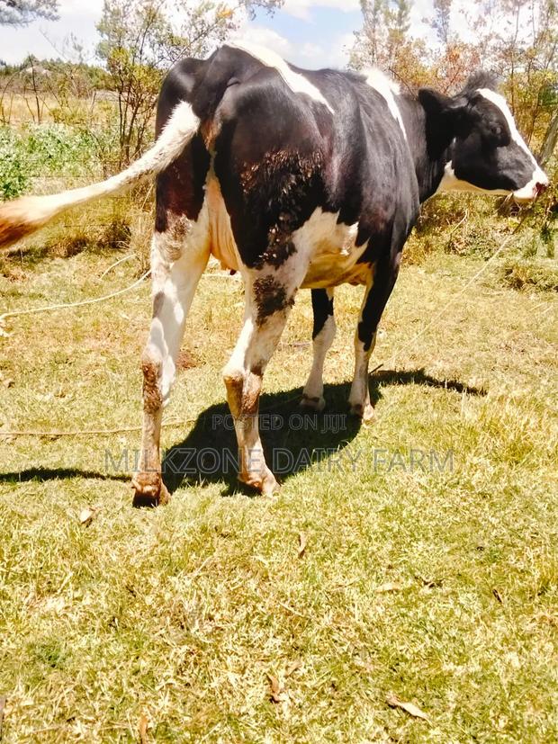 Frisian Heifer - thumbnail 2