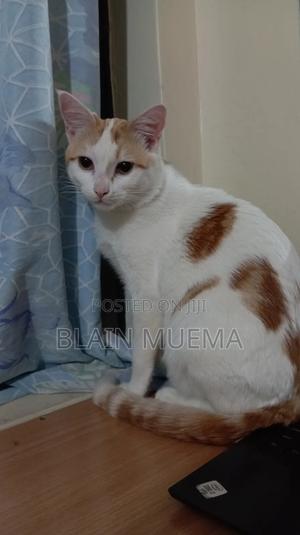 6-12 months Male Mixed Breed Turkish Angora - thumbnail 2