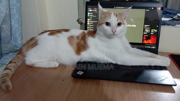 6-12 months Male Mixed Breed Turkish Angora - thumbnail 3