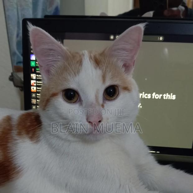6-12 months Male Mixed Breed Turkish Angora - thumbnail 4