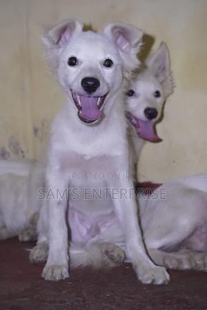 1-3 months Male Purebred Japanese Spitz