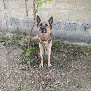 3-6 months Male Purebred German Shepherd - main view