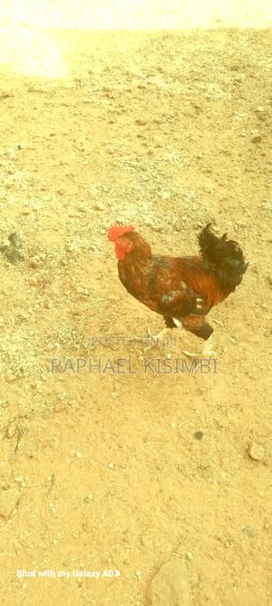 Live and Fresh Dressed Chicken for Sale - main view