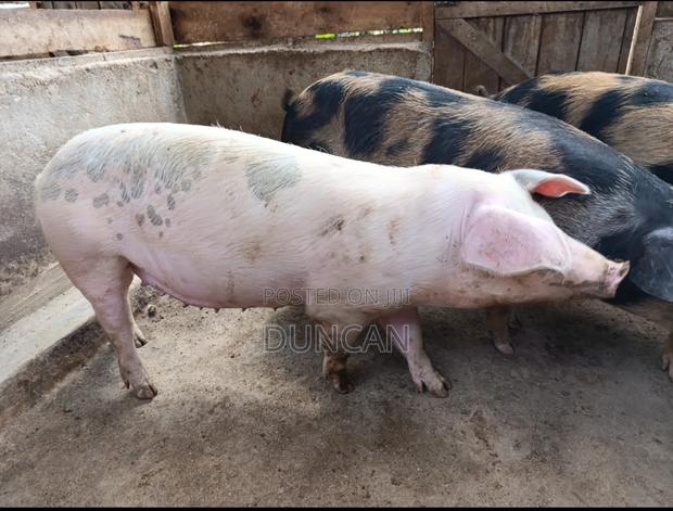 Ready to Serve Gilts - main view