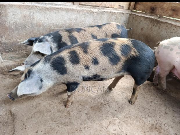 Ready to Serve Gilts - thumbnail 3