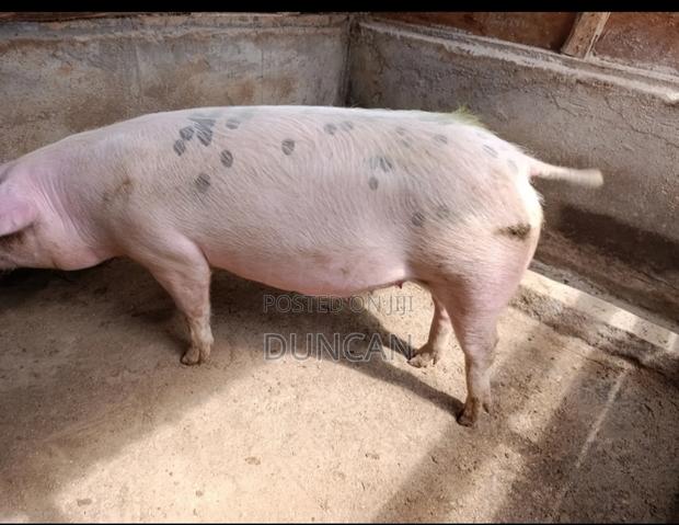 Ready to Serve Gilts - thumbnail 4