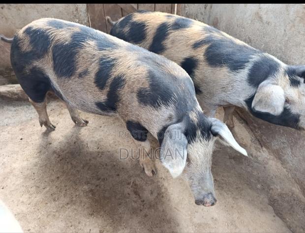 Ready to Serve Gilts - thumbnail 5