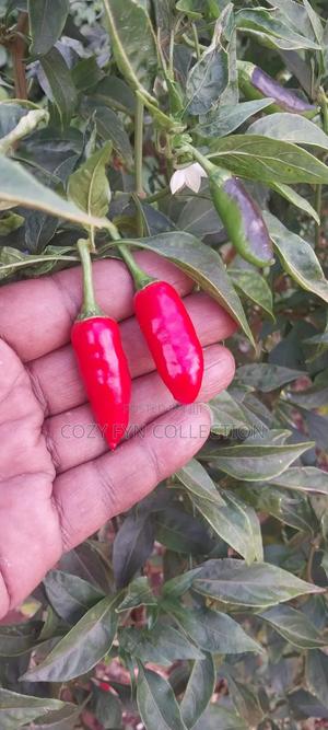 African Bird Eye Chilli Fresh - main view