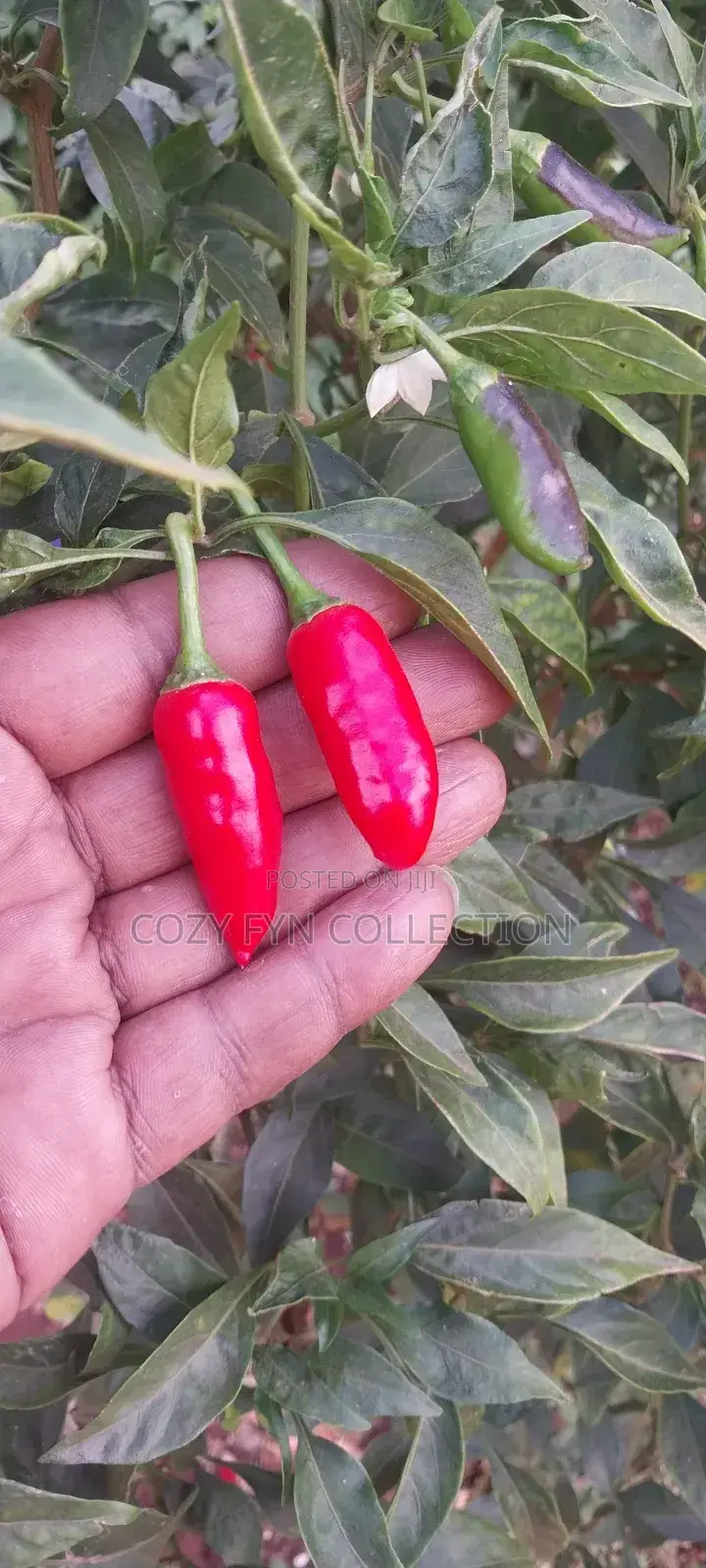 African Bird Eye Chilli Fresh
