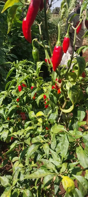 African Bird Eye Chilli Fresh