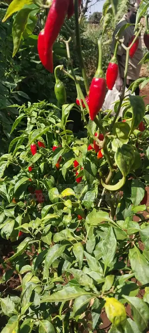 African Bird Eye Chilli Fresh