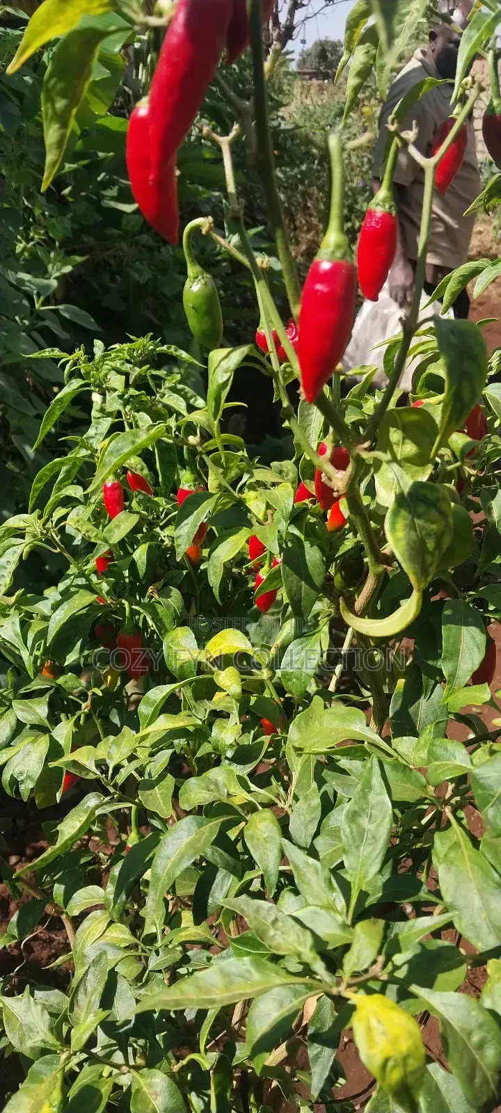 African Bird Eye Chilli Fresh
