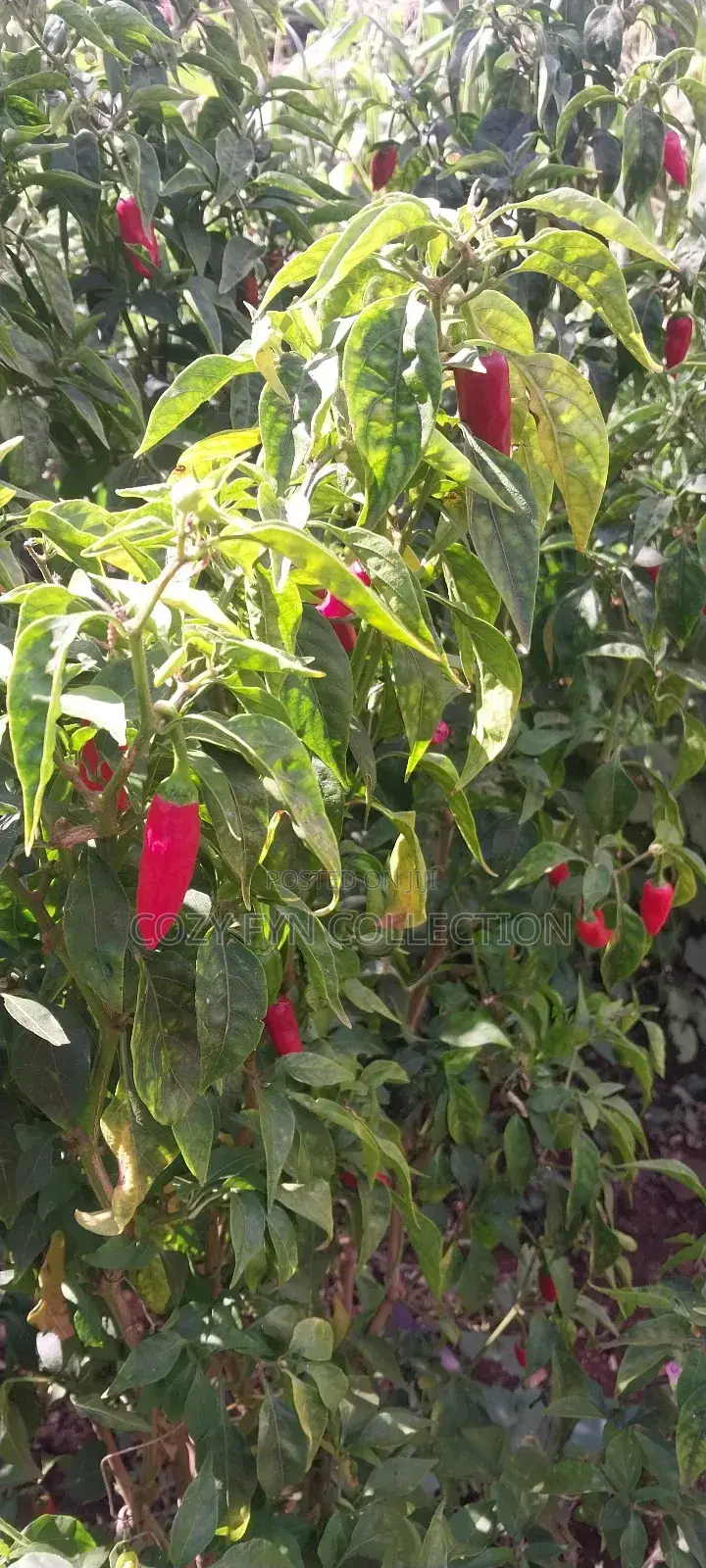 African Bird Eye Chilli Fresh