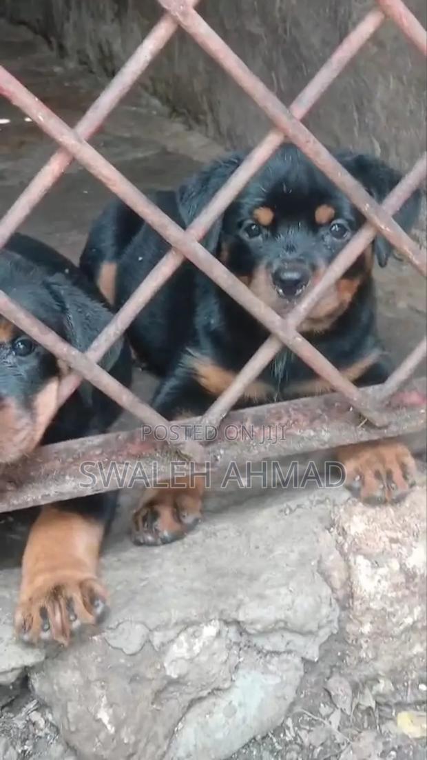 1-3 months Female Purebred Rottweiler - main view