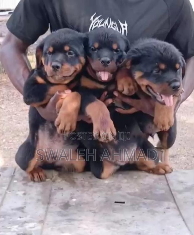 1-3 months Female Purebred Rottweiler - thumbnail 3