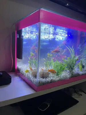 Fish Tank.