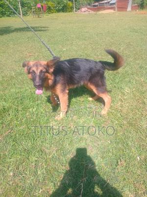 6-12 months Male Purebred German Shepherd - main view