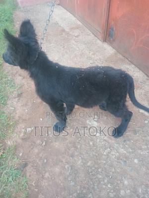 3-6 months Female Purebred German Shepherd