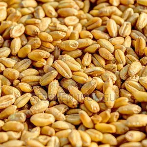 High Energy Clean Ngano (Wheat) for Animal Feed