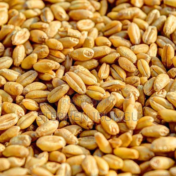 High Energy Clean Ngano (Wheat) for Animal Feed