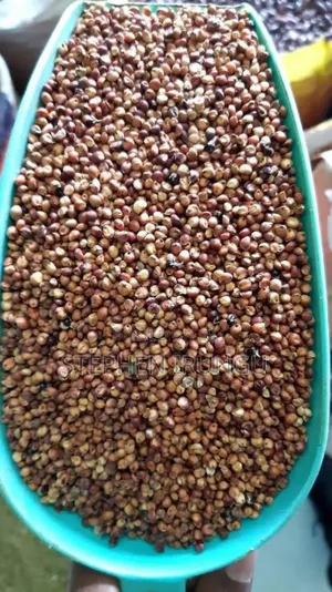 Premium Mawele (Pearl Millet) - High-Protein Animal Feed
​