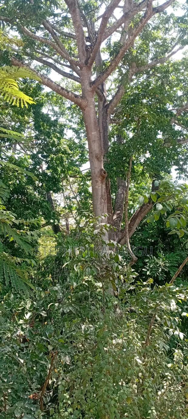 Water Touching 3.1/4 Acres Beach Plot at Galu Beach - thumbnail 7