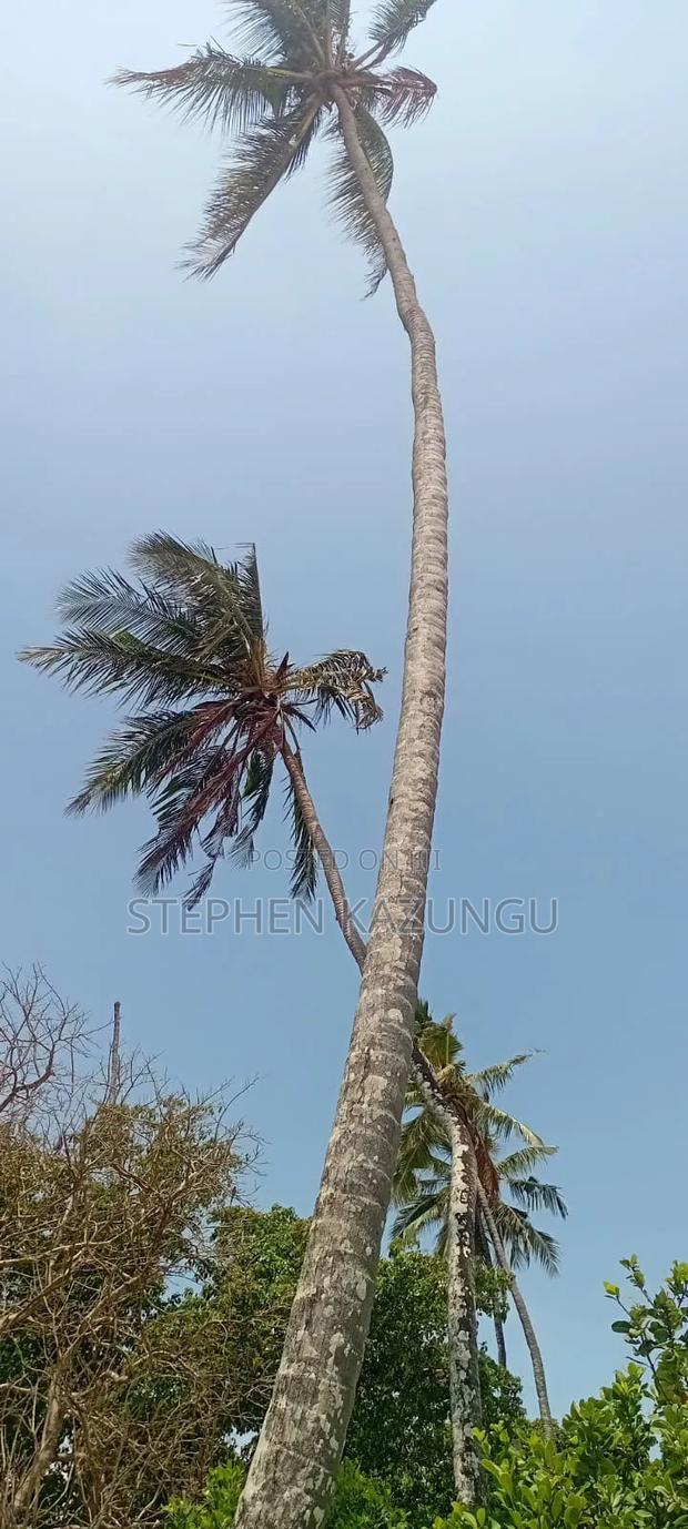 Water Touching 3.1/4 Acres Beach Plot at Galu Beach - main view