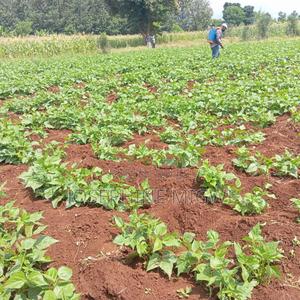 50*100 Plot In Kirinyaga - thumbnail 2