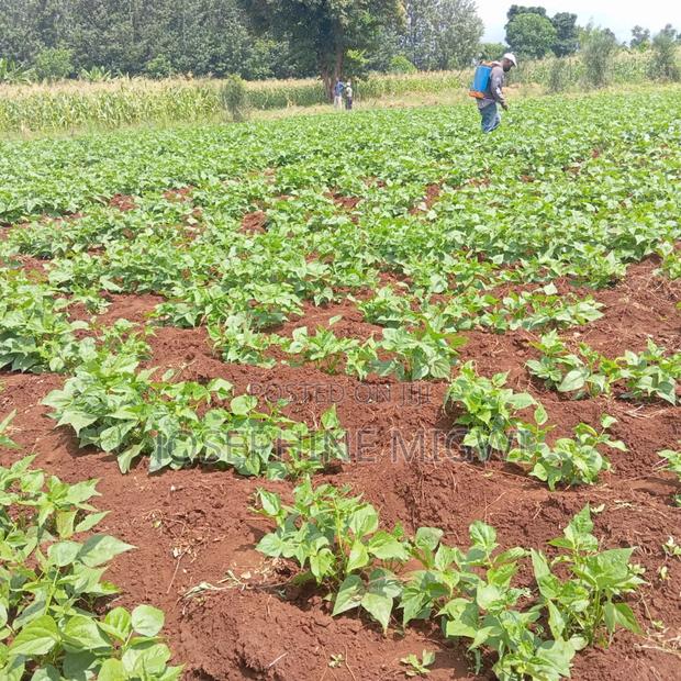 50*100 Plot In Kirinyaga - main view