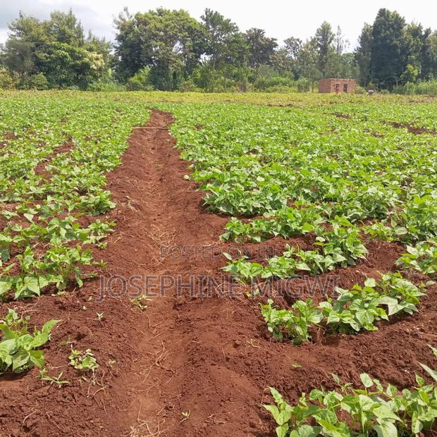 50*100 Plot In Kirinyaga - thumbnail 3