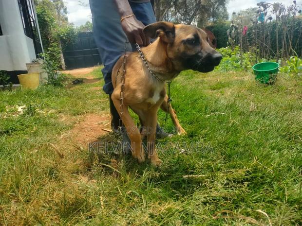 6-12 months Male Mixed Breed Dog