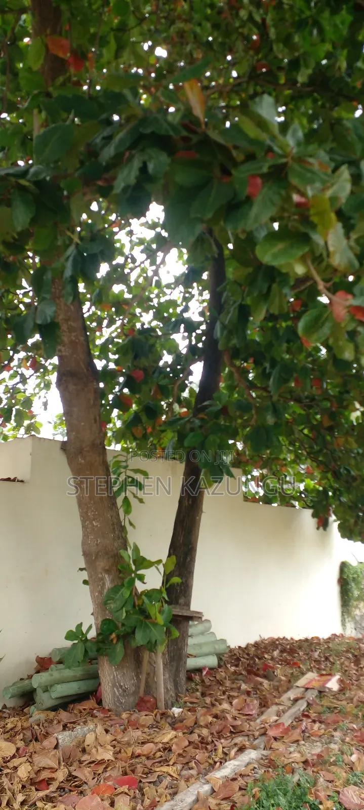 1 Acre White Sandy Beach Plot at Galu Beach in Diani.