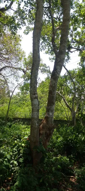 Galu Beach Plot 2 1/4 Acre Plot at a White Sandy at Galu.