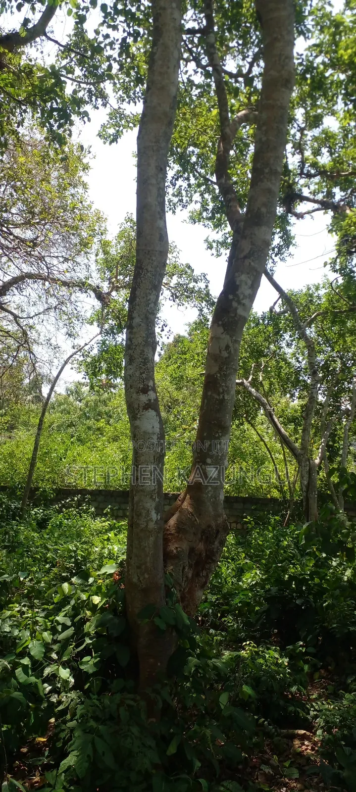 Galu Beach Plot 2 1/4 Acre Plot at a White Sandy at Galu.