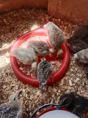 Redbourne Poults Available at 2500shs at 2mnths