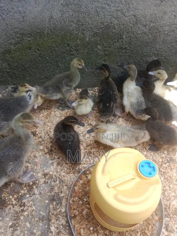 Rouen and Ducklings, Gooselings - thumbnail 3